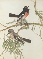 Roodborsttapuit. Lewin, John. Vogels van New South Wales met hun natuurlijke geschiedenis. Sydney- G. Howe...